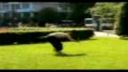 Best of freerun and parkour