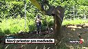 Bláznovstvo: väzenie pre nedisciplinované medvede v ZOO Bojnice