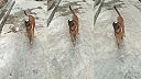 Malinois balansuje na nose pohár s vodou