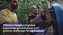 V Izraeli zbierajú jablká stroje