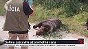 Pri Sučanoch útočila medvedica, zastavila ju smrteľná rana