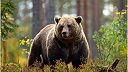 Slovensko – krajina medveďov a enviromentálnych fanatikov