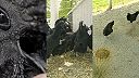 Ayam Cemani. Najdrahšie a najčiernejšie kura sliepka