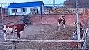 Asi tomuto teľaťu dali niečo do žrádla!