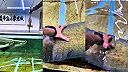 Arapaima obrovská dostala chuť na kurča
