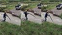 Videl som to na internete, na druhý breh sa dostanem pomocou tohto brvna!