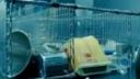 Splice (2010)
