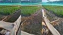Žaby sú vo viacerých krajinách pochúťkou, chovajú ich na takýchto žabích farmách