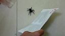 Strehúň škvrnitý (Lycosa singoriensis) pavuk v Kosutoch,juzne Slovensko.