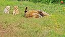 Keď máš decká a chceš si trošku pospať (Krugerov národný park)