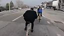 Zbesilá jazda Žida na bicykli