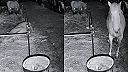 Ten kôň potrebuje lepšiu ohradu!