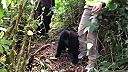 Mladá gorila sa chcela hrať s turistami, tí to však mali zakázané (Uganda)