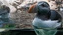 Alka bielobradá v Loro Parque