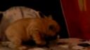 Buldog