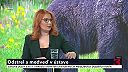 Progresívne mimovládky posunuli medveďa nad človeka