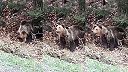 Maco mal na háku hudbu, pískanie či trúbenie (Slovensko)