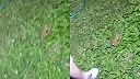 Silou-mocou chcelo dievčatko chytiť do rúk veľkú žabu