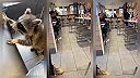 Nezbedný medvedík čistotný si myslel, že sa v McDonalds poriadne nahltá