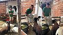 Brazílčan má agresívneho barana, vždy, keď ho ide kŕmiť, musí dávať pozor
