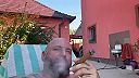 Bohuš Bigas - Branč - Nitra - Kotleba - Ľudová strana Naše Slovensko - vychutná