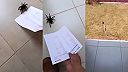 Šup tarantula, tu v dome nemáš čo hľadať!