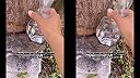 Veľkého sršňa mandarínskeho stačí hodiť do vody, utopí sa