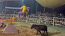Ďalšou populárnou zábavou okrem býčích zápasov je aj býčia hojdačka