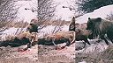 Brutalita. Medveď žerie jeleňa za živa