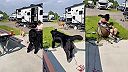 Pánko na rybárskej stoličke oddychoval, keď odrazu jeho psov rozrušila laň