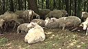 Pohorie Vtáčnik, okres Prievidza. Vlci likvidujú poľnohospodársku činnosť ovce