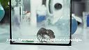 Politika zneužila experiment na myšiach