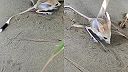 Jerboa