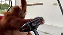 Orangután