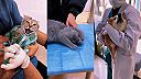 Na veterině