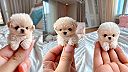 Mini pejsek
