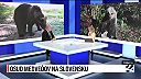 Rudol Huliak vs Erik Baláž o téme medvede. Hubár mal smrteľné zranenie