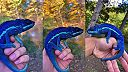 Chameleon modrý Ambanya