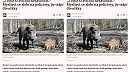 „Tohle si zvířata nezaslouží.“ Myslivci se zlobí na policisty, že trápí divočáky