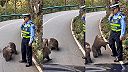 Čínsky policajt sa dostal do problému, zaútočili na neho makaky tibetské