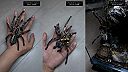 Poecilotheria ornata