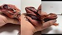 Starostlivosť o malého dinosaura. Pomoc pri zvliekaní kože 3