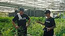 Thai farm real