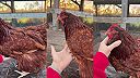 Vypúšťanie vody z kury domácej cez ihlu. Veterinárne ošetrenie