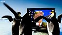 Paródia na Donalda Trumpa: vyhlásil clá aj na tučniakov