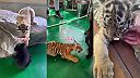 Mozu byt tiger pruhovany a medved hnedy priatelmi?