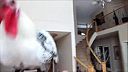 Kohúta vycvičil pre veľmi zložité úkoly. Kura domáca je veľmi inteligentný tvor