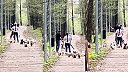 Venčila viac ako 10 psov bez vôdzky, keď sa muž sťažoval, napadla ho palicou!