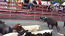 Ďalší, čo chcel vidieť beh býkov zblízka a skončil na pohotovosti! (DRSNÉ)