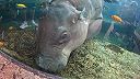 Hrošík libérijský v Loro Parque Tenerife 4K